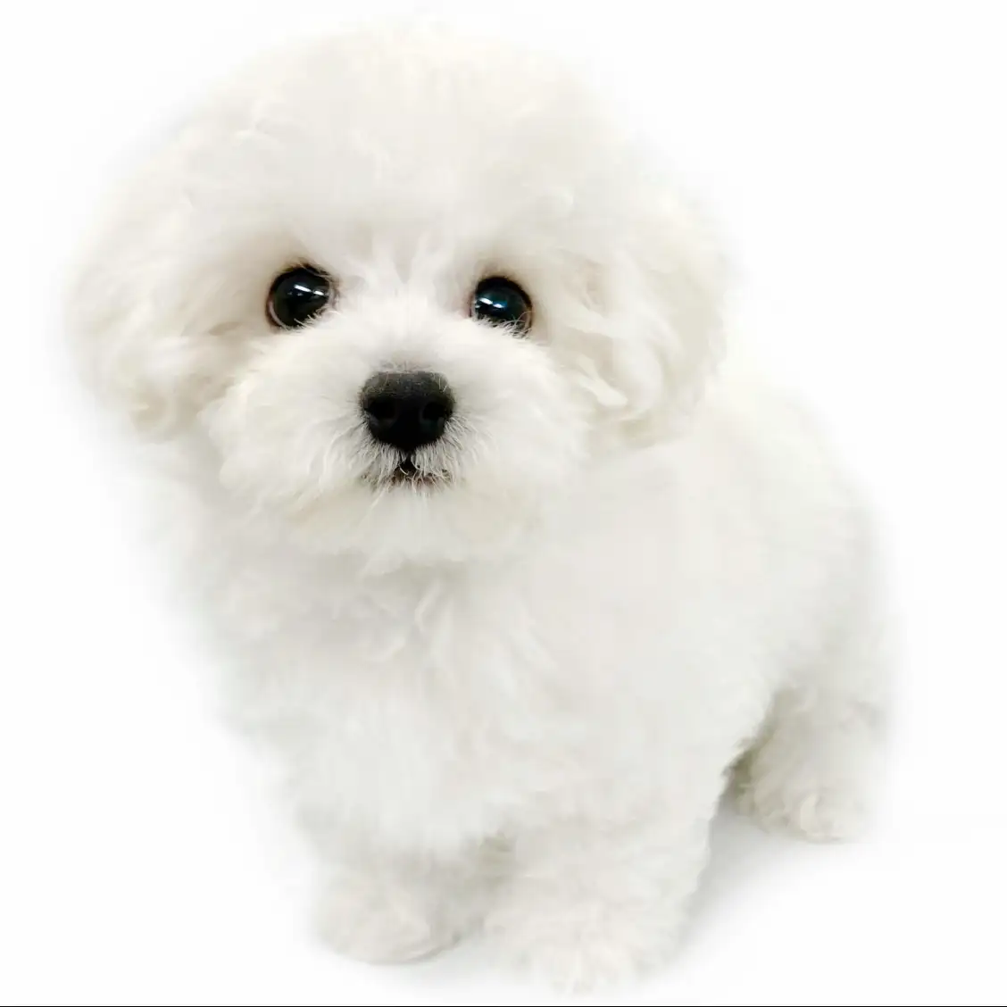 ビションフリーゼ