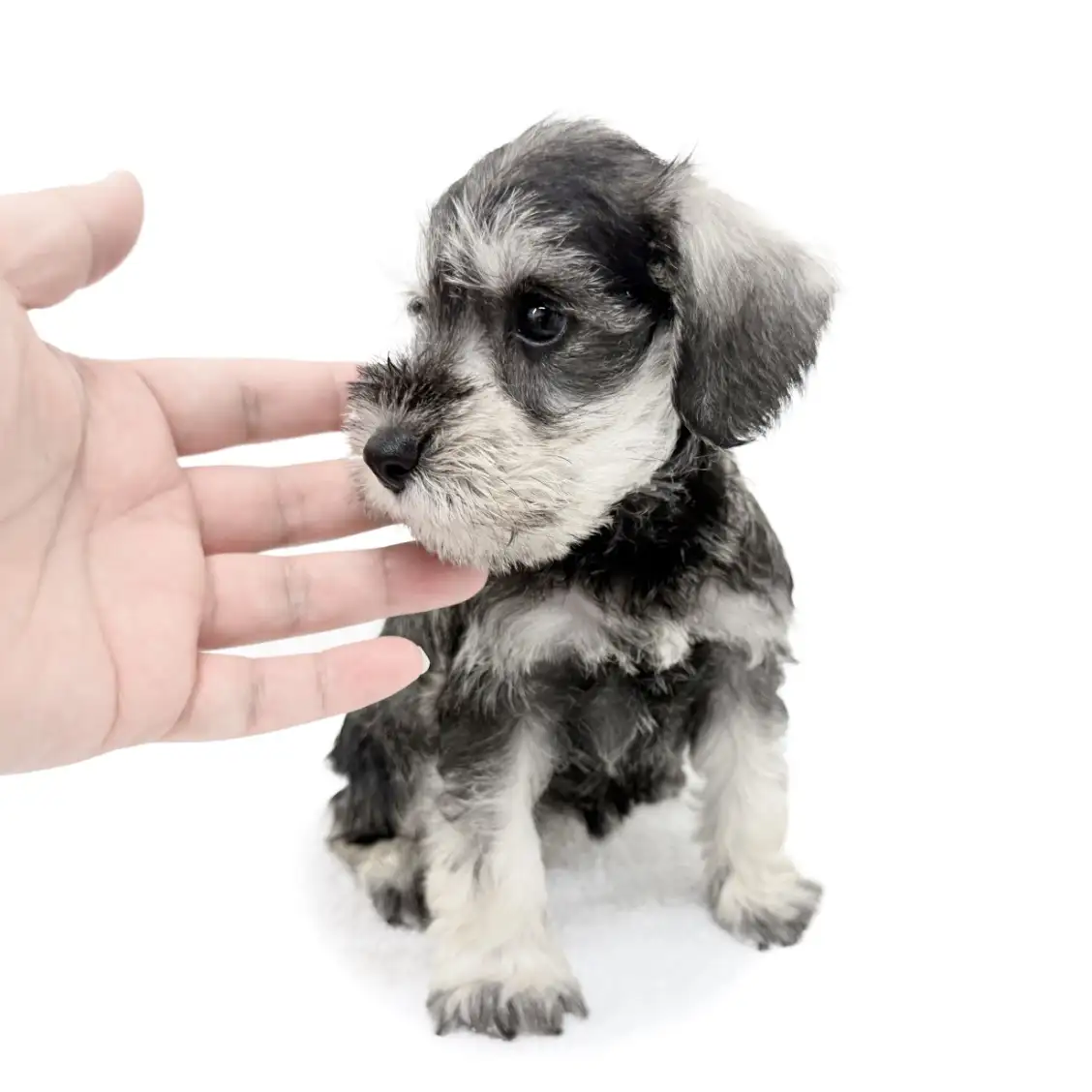 ミニチュア・シュナウザー