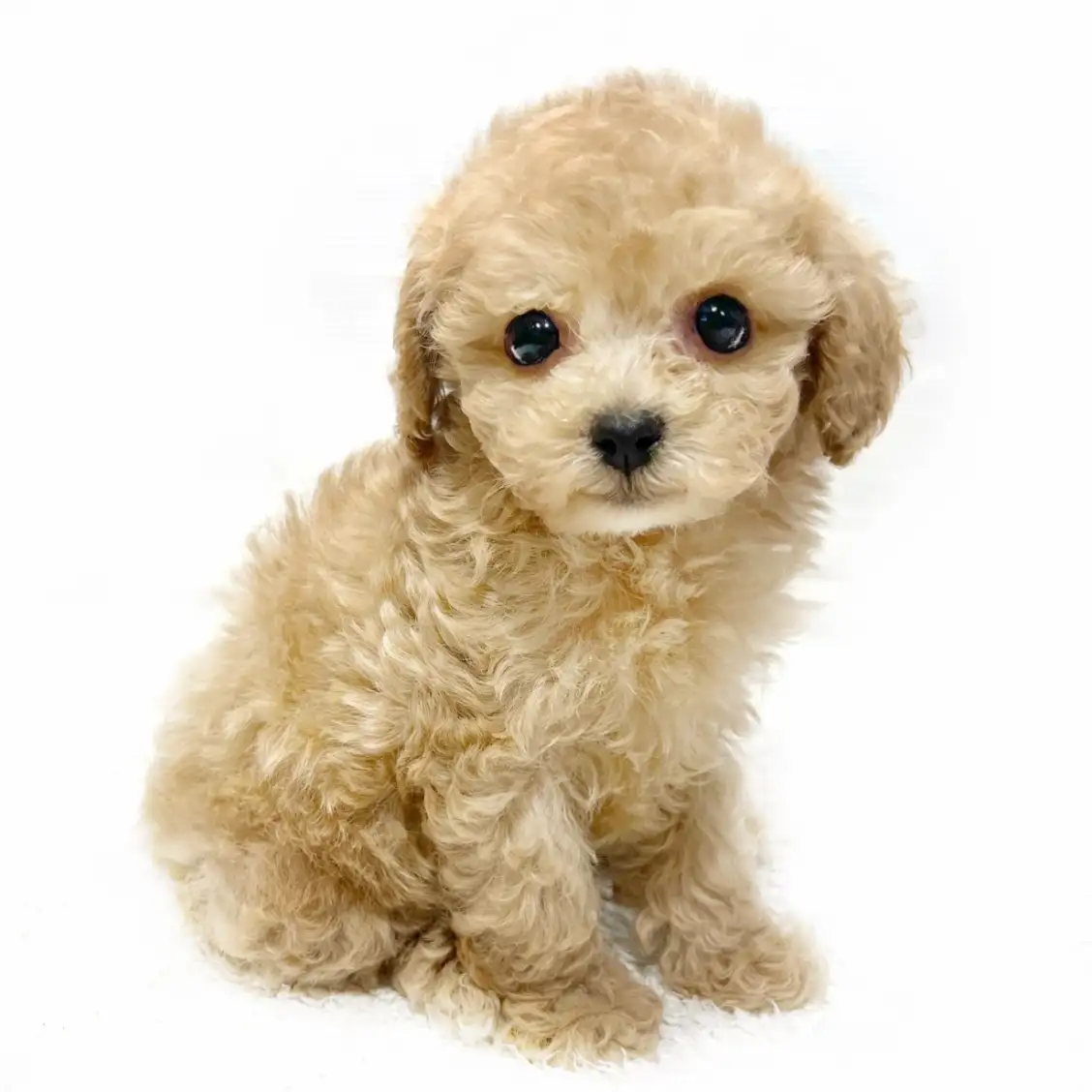 MIX（マルチーズ×トイプードル）