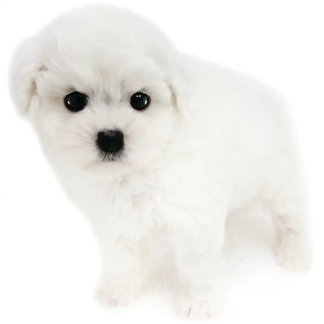 ビションフリーゼ