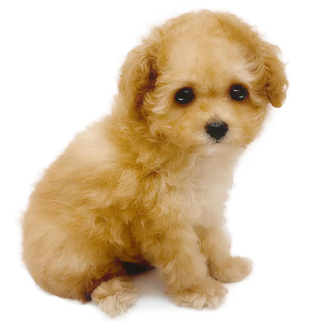 トイ・プードル