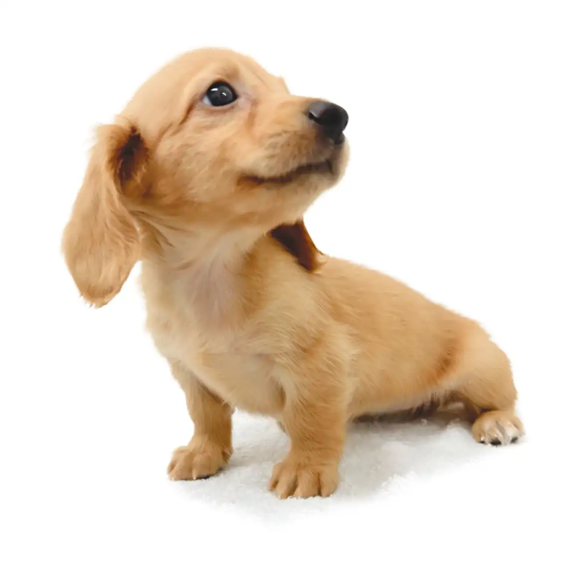 ミニチュア・ダックスフント