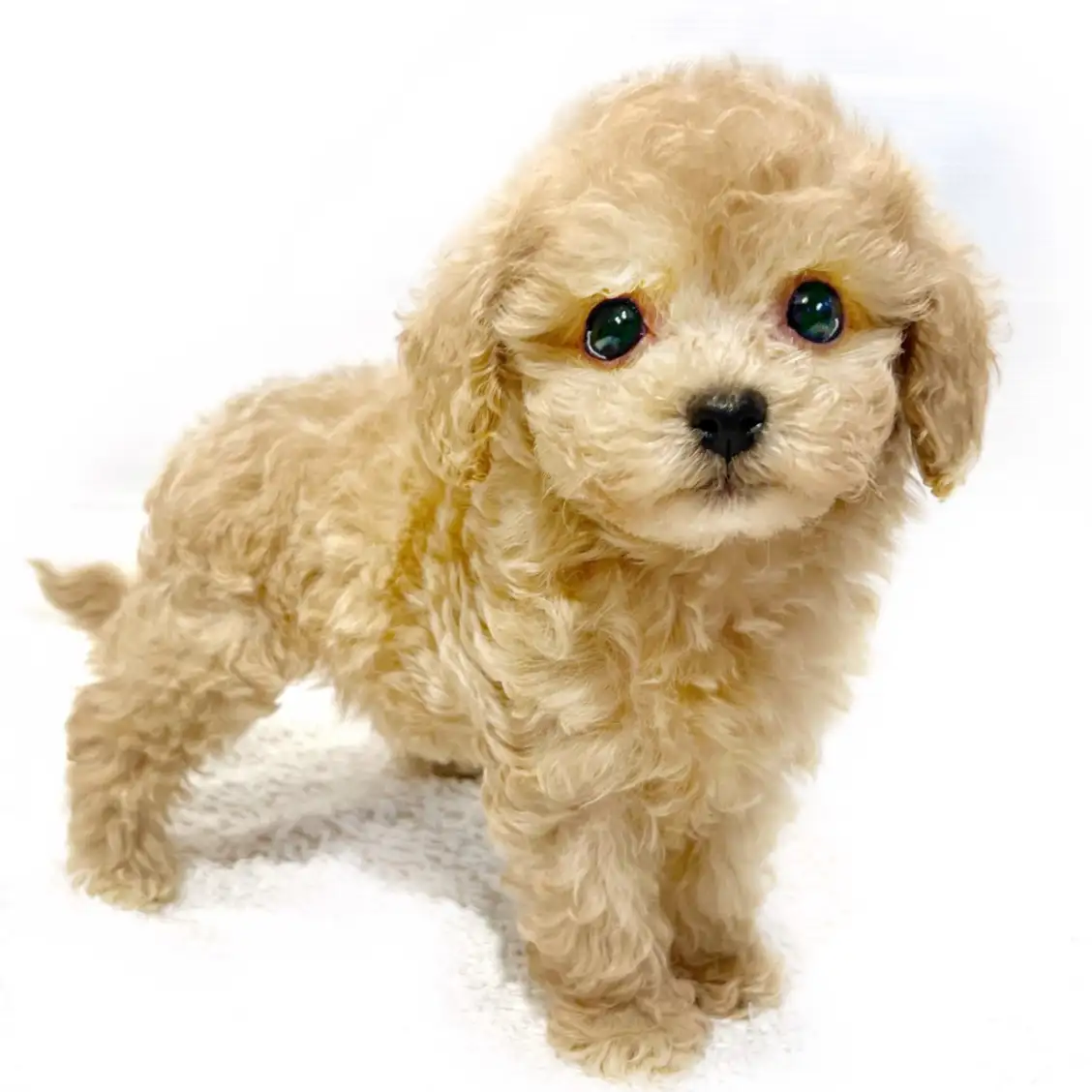 MIX（マルチーズ×トイプードル）