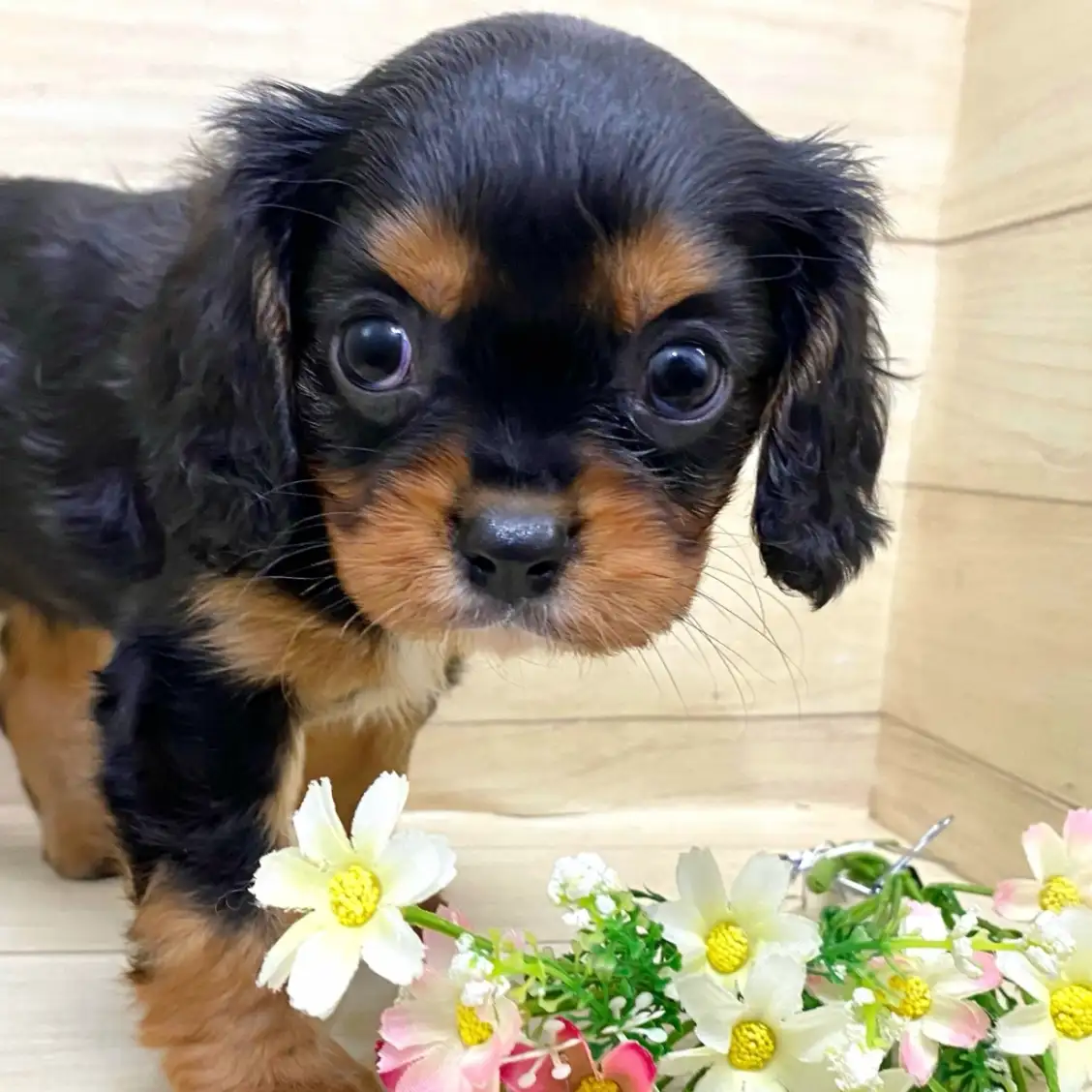 キャバリア・キングチャールズ・スパニエル