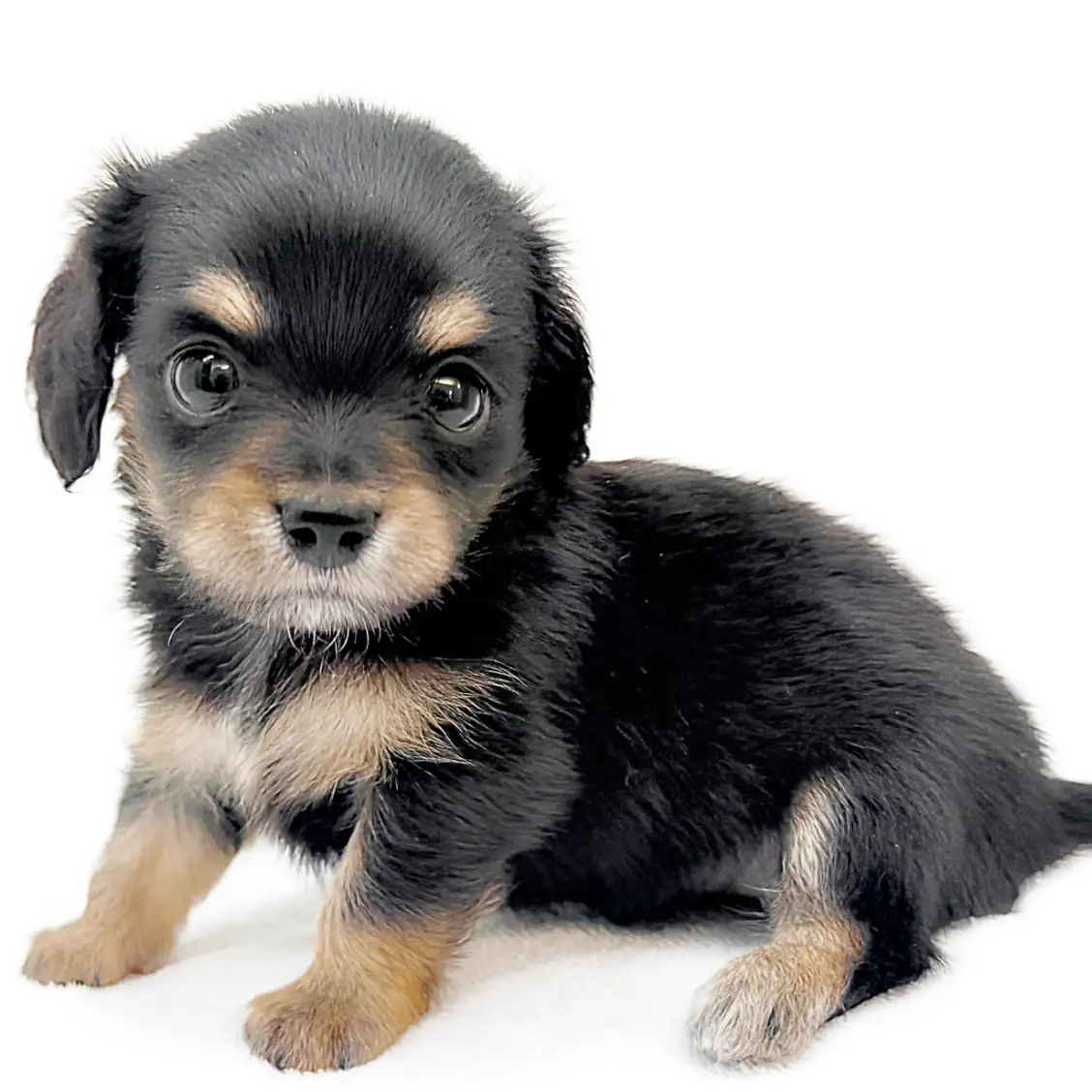 MIX（チワワ×ミニチュアダックスフント）