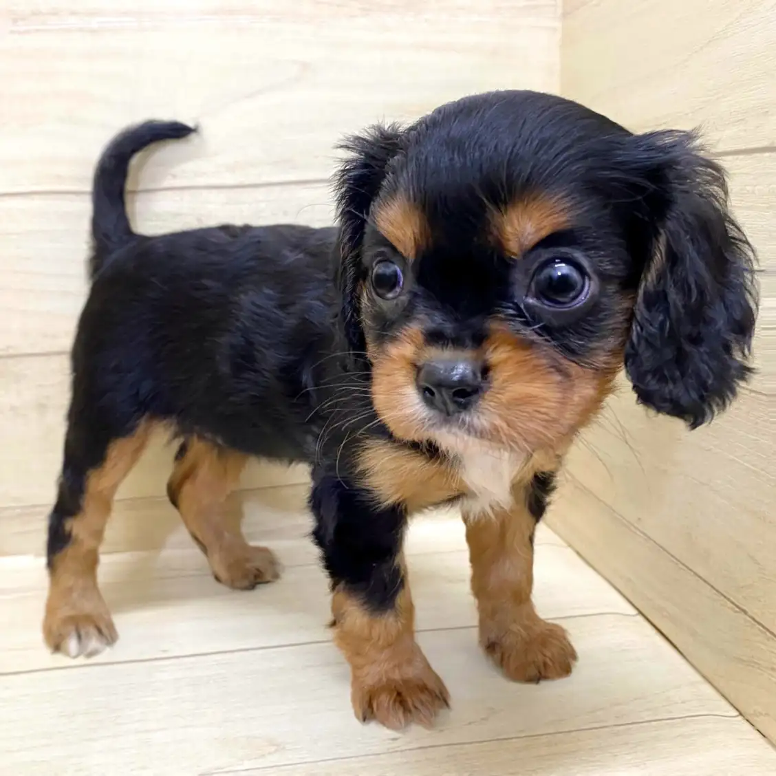 キャバリア・キングチャールズ・スパニエル