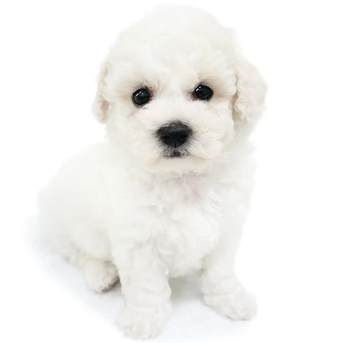 ビションフリーゼ