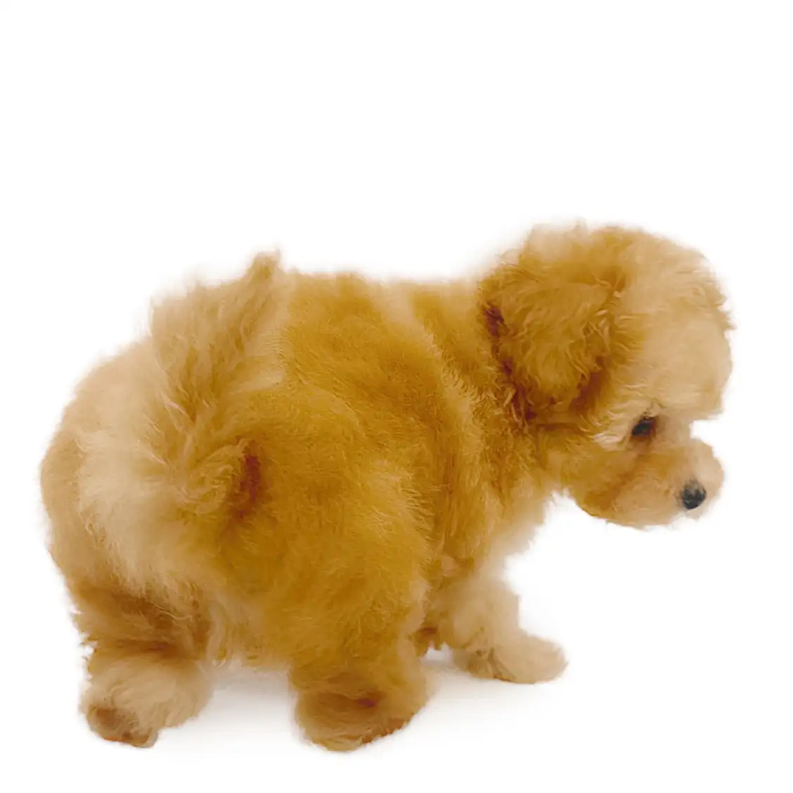 トイ・プードル