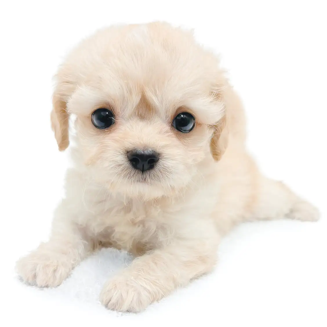 MIX（チワワ×トイプードル）