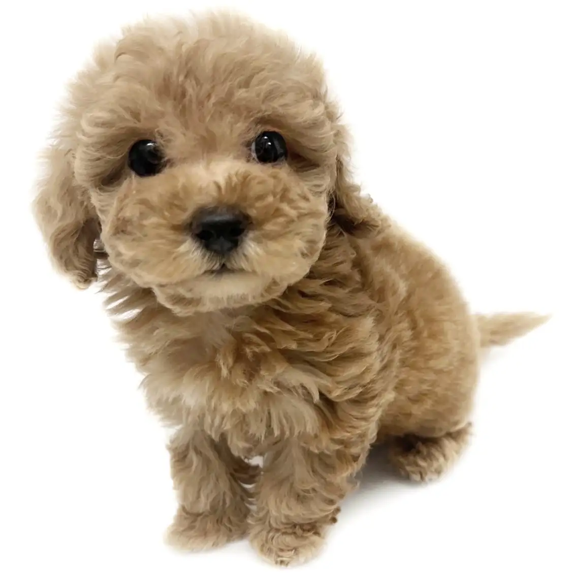 トイ・プードル