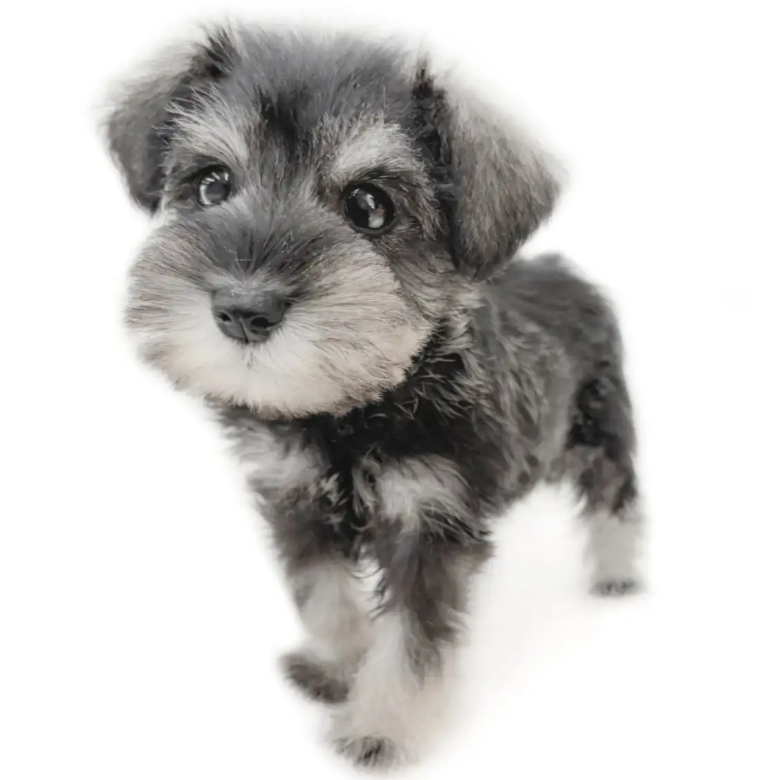 ミニチュア・シュナウザー