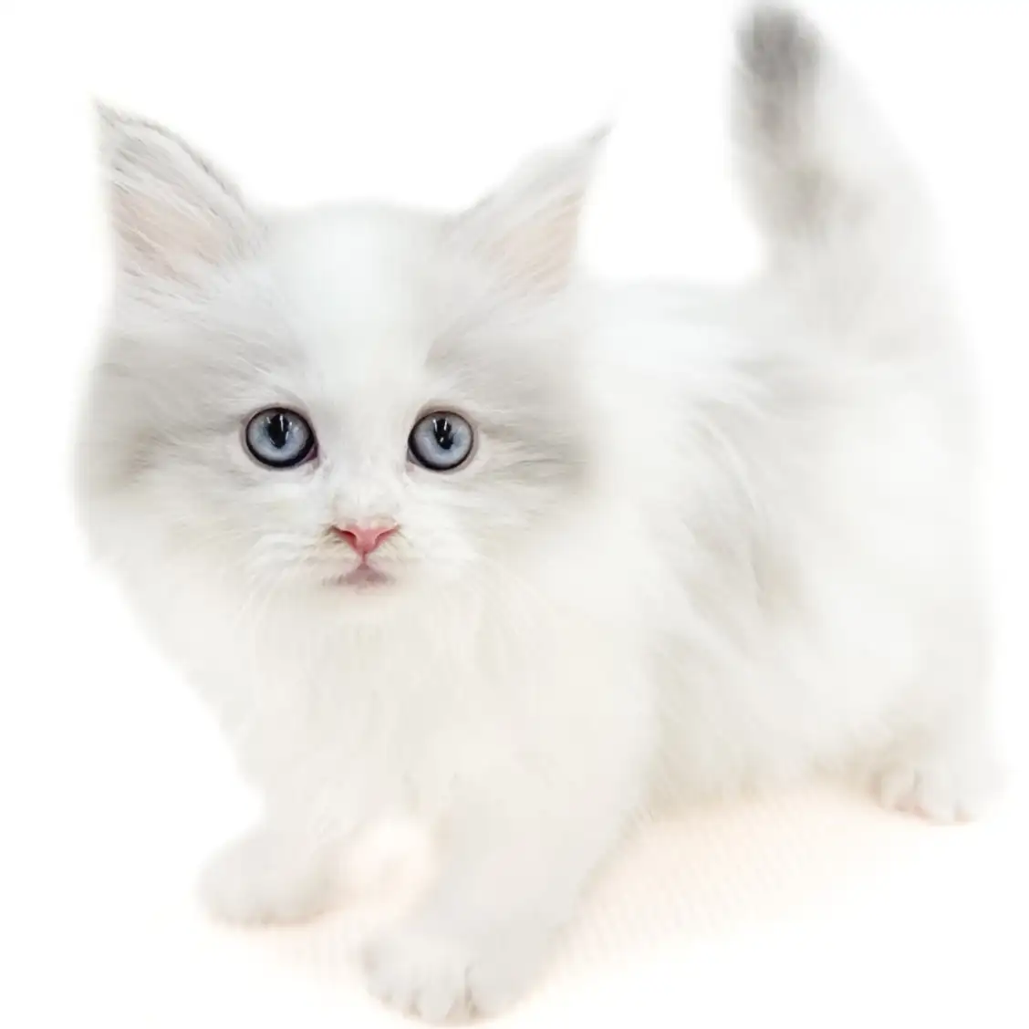 ネヴァマスカレード