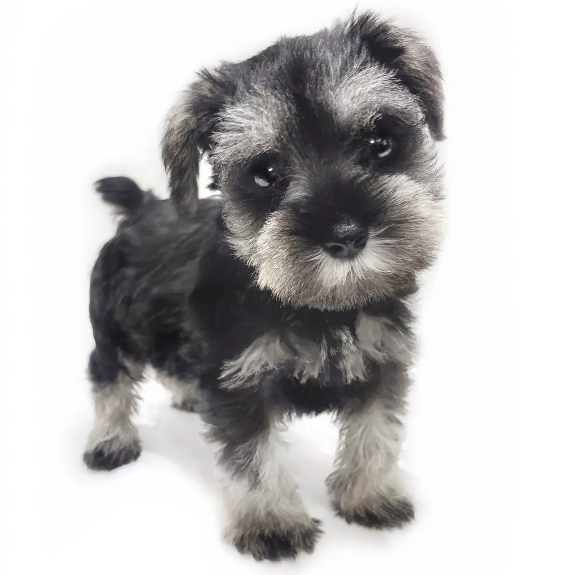 ミニチュア・シュナウザー