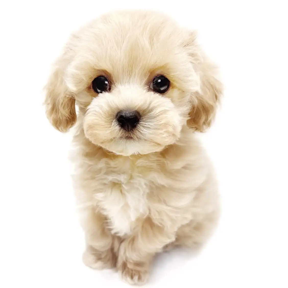 MIX（マルチーズ×トイプードル）