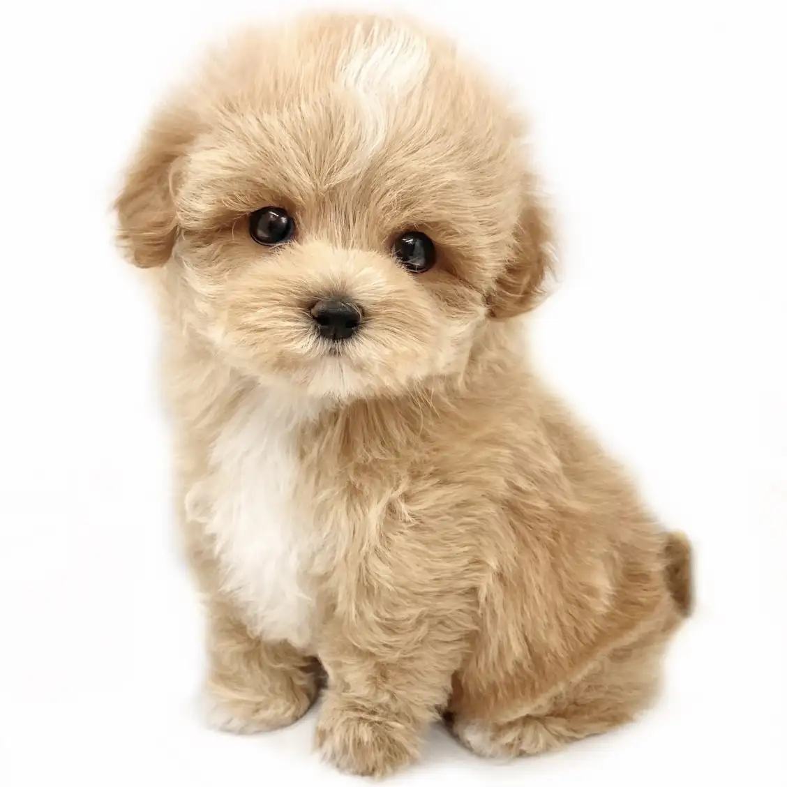 MIX(マルチーズ×トイプードル)