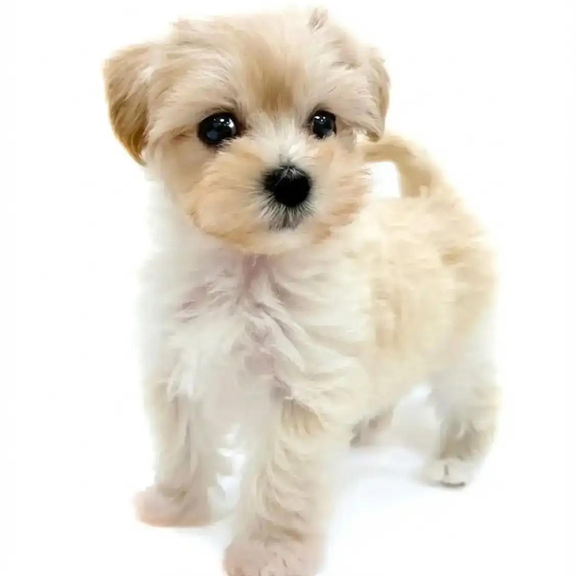 MIX(マルチーズ×トイプードル)