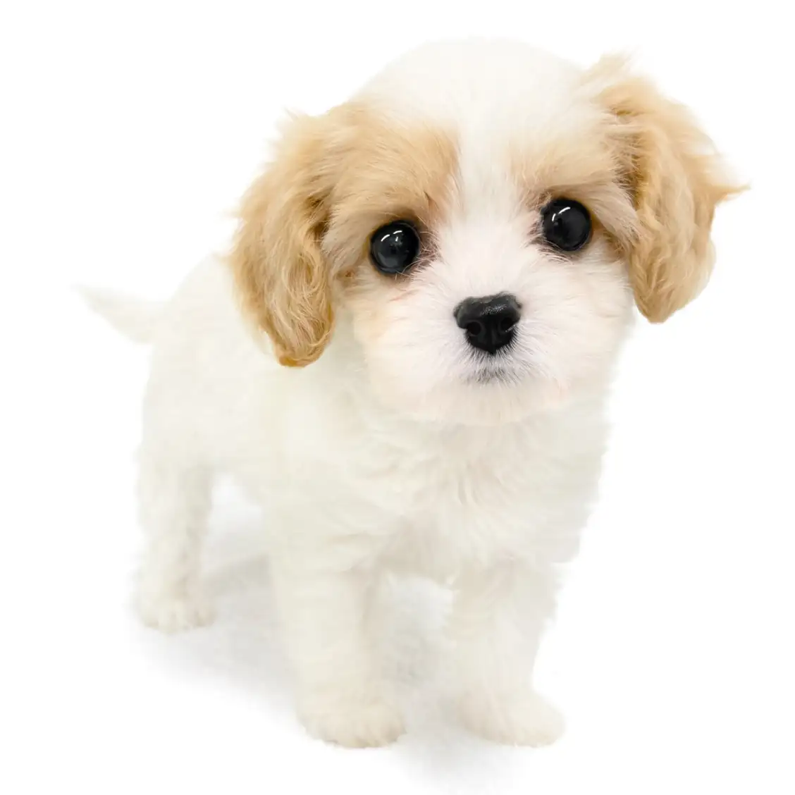 MIX（キャバリアキングチャールズスパニエル×ビションフリーゼ）