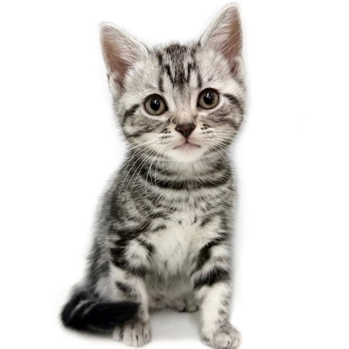 アメリカンショートヘア