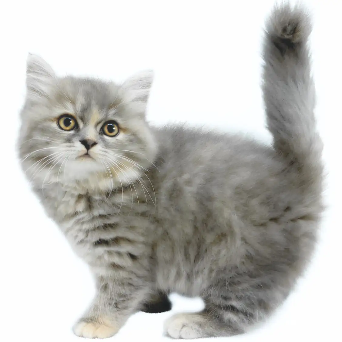 スコティッシュフォールド