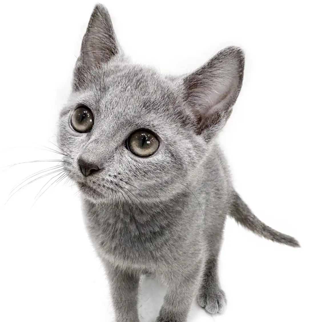 ロシアンブルー