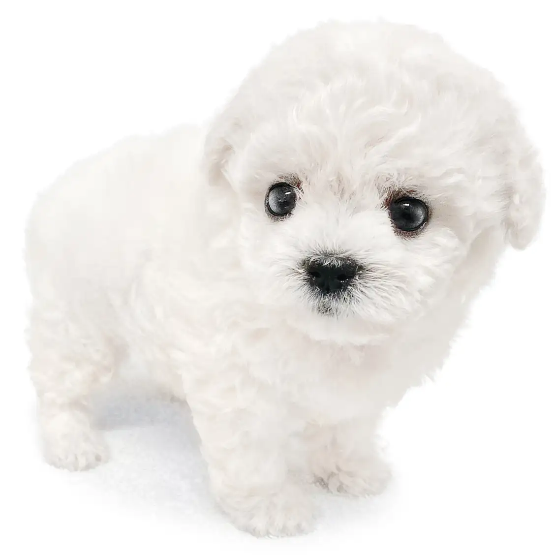 ビションフリーゼ