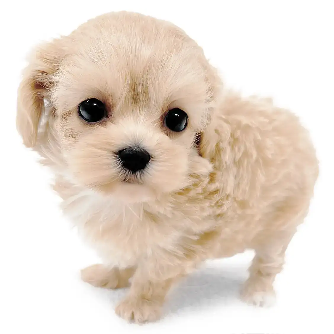 MIX（マルチーズ×トイプードル）