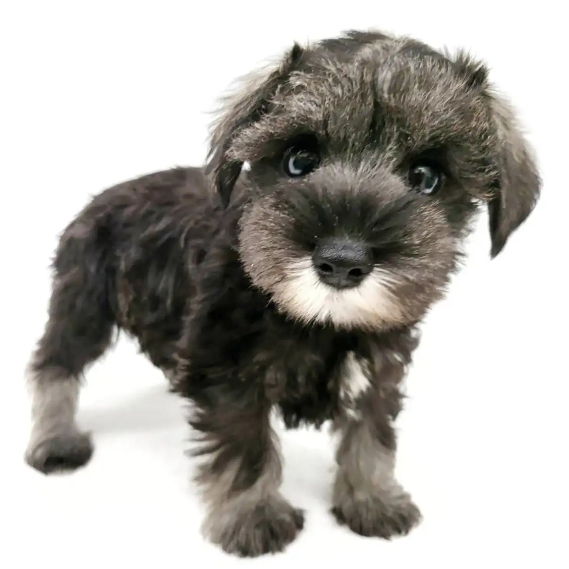 ミニチュア・シュナウザー