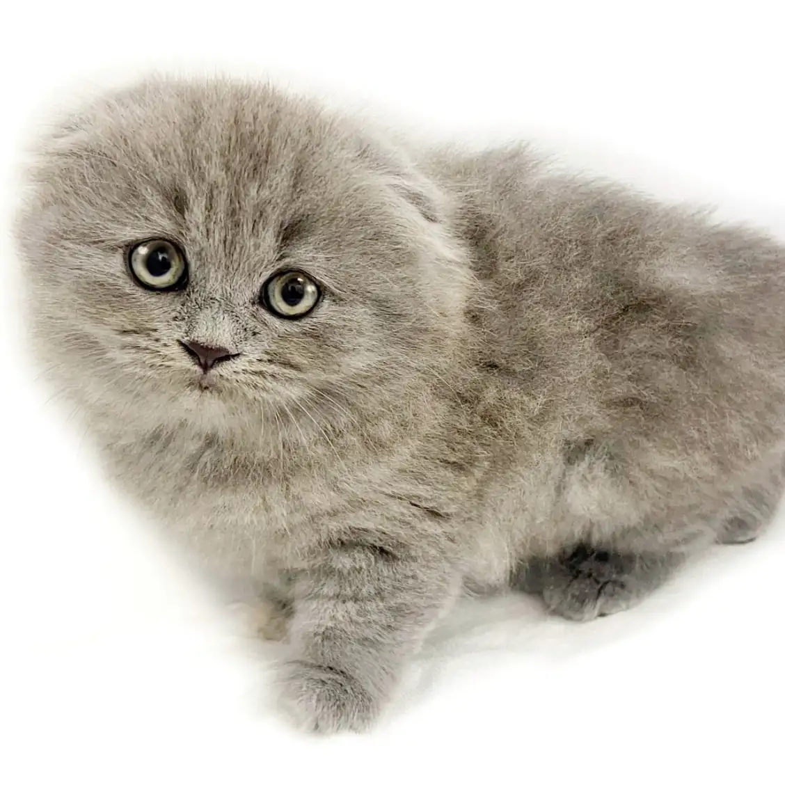 スコティッシュフォールド