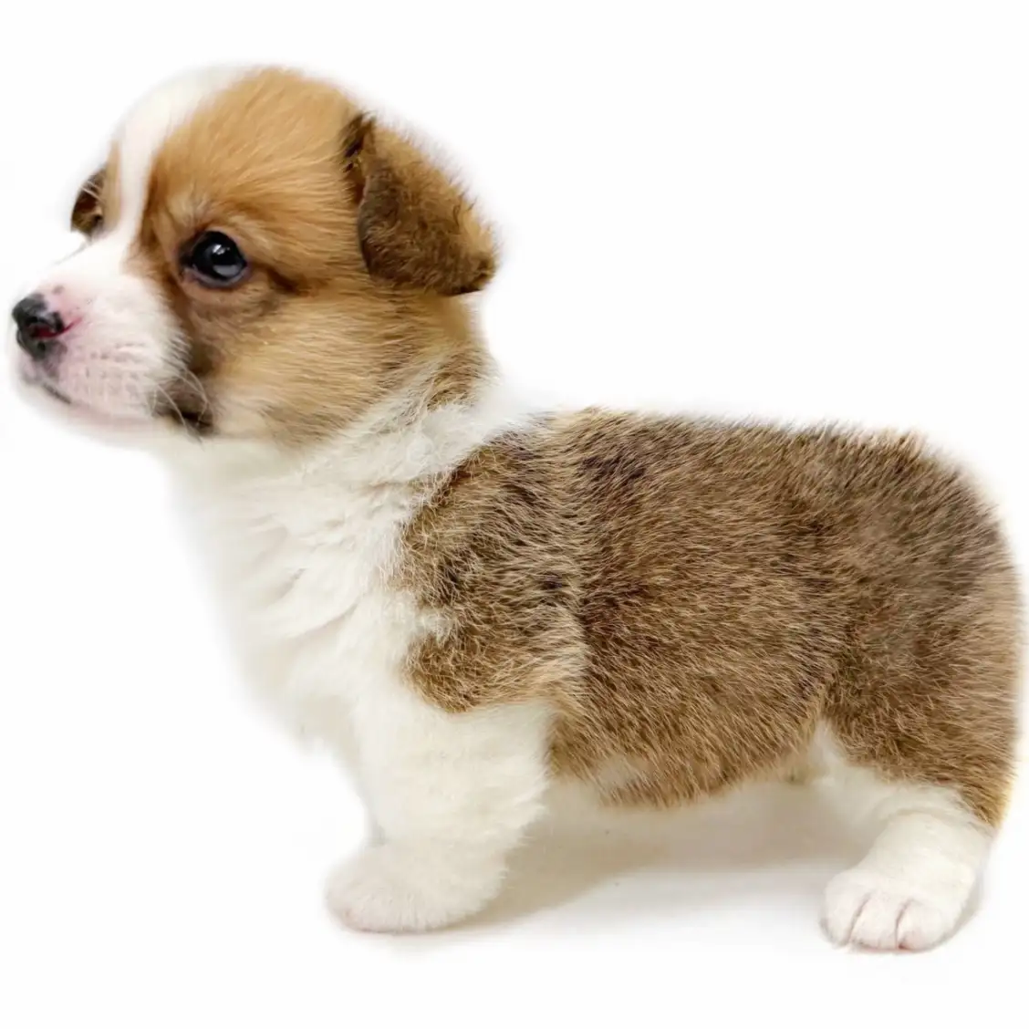 ウェルシュコーギーペンブローク