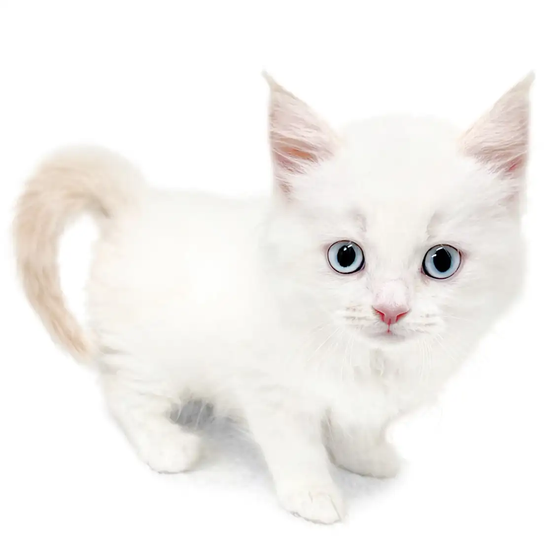 ネヴァマスカレード