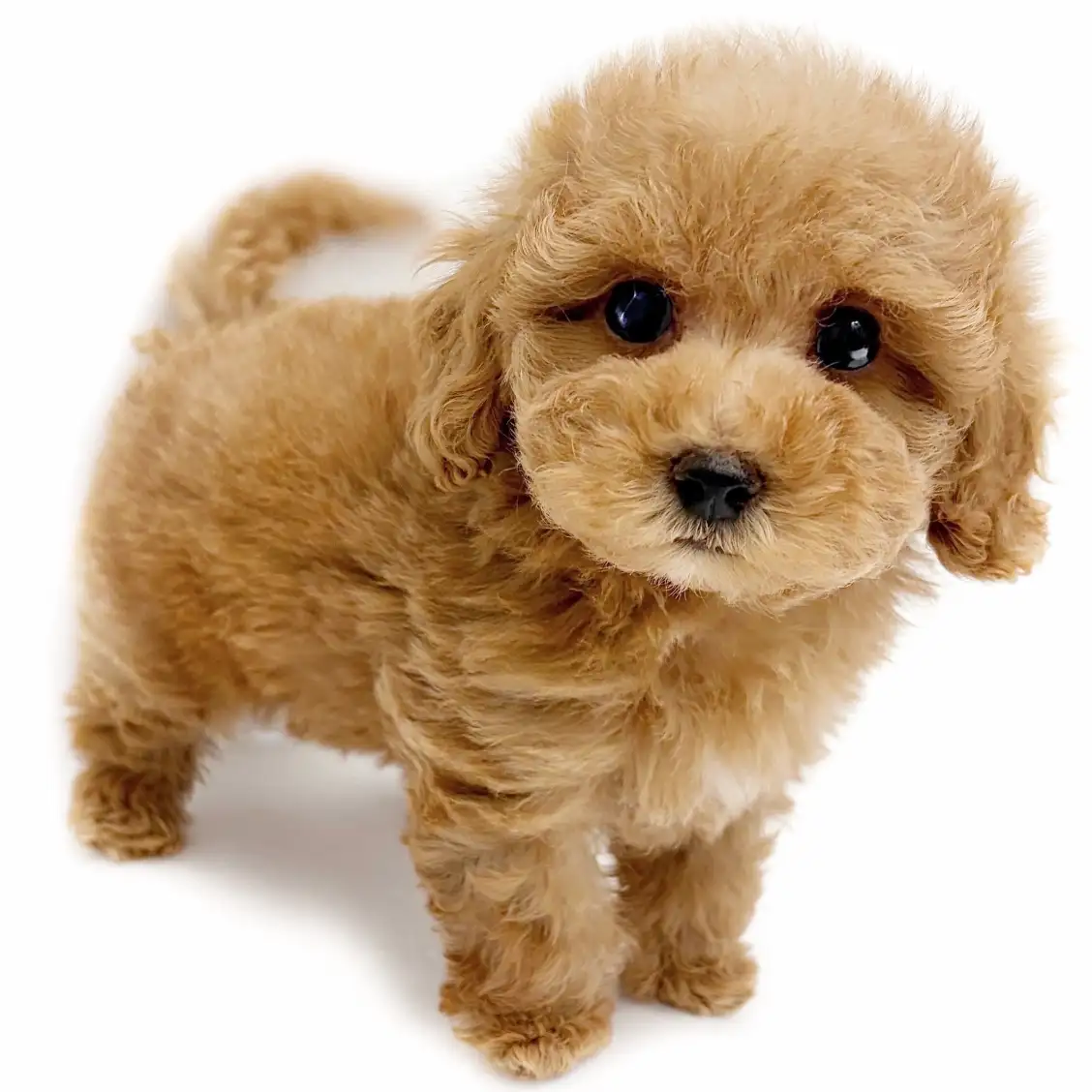 トイ・プードル