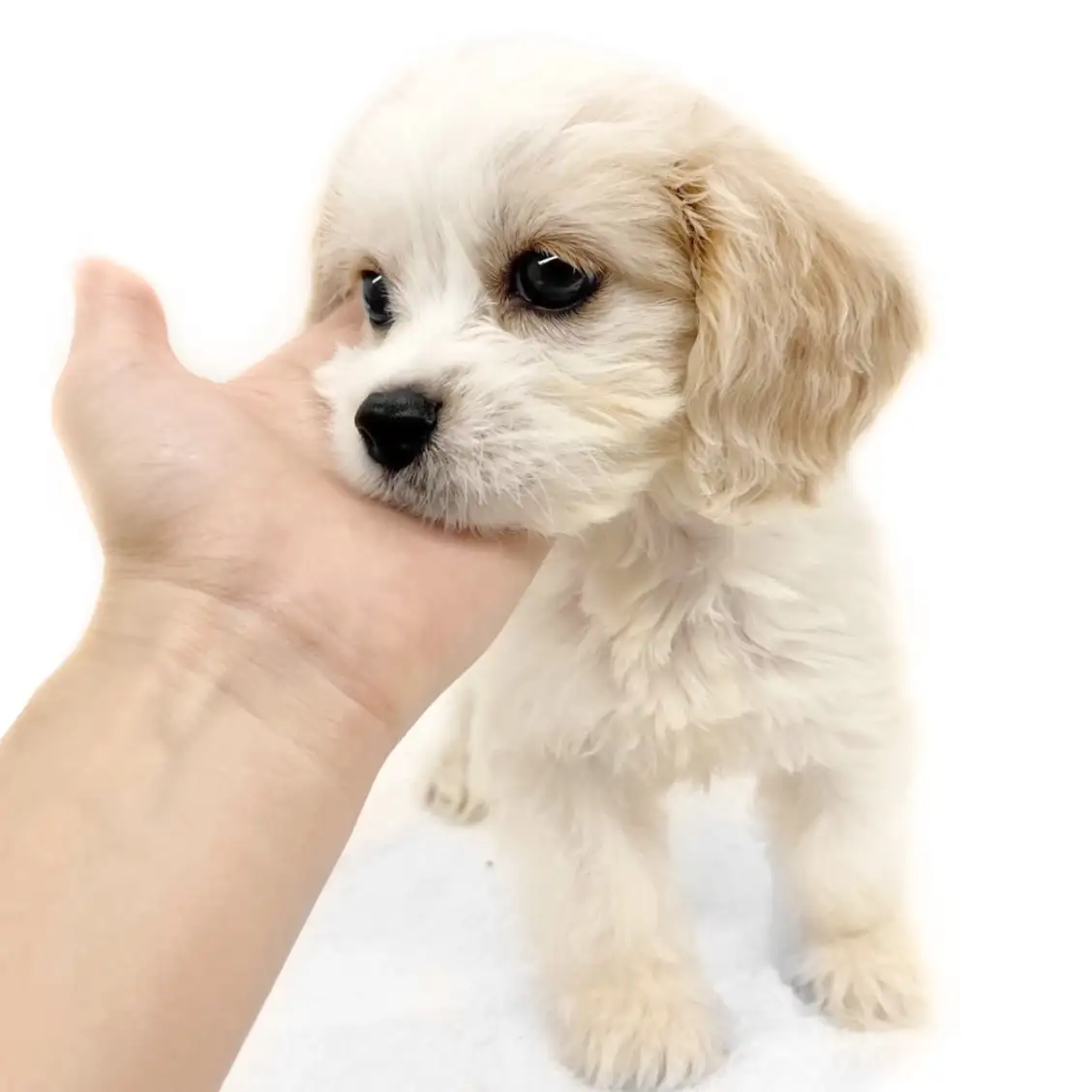 MIX(キャバリアキングチャールズスパニエル×ビションフリーゼ)