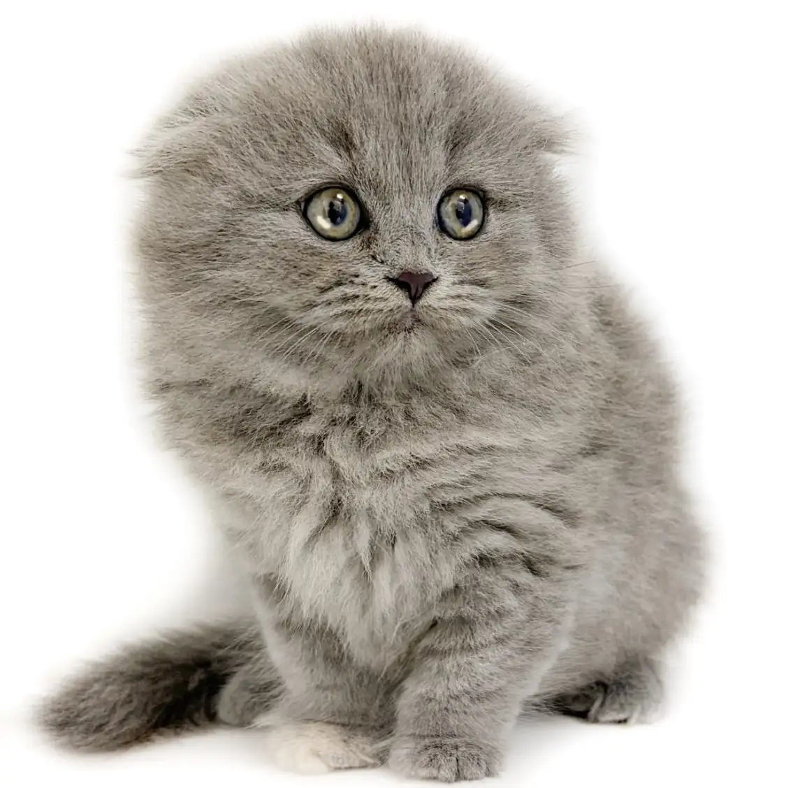 スコティッシュフォールド