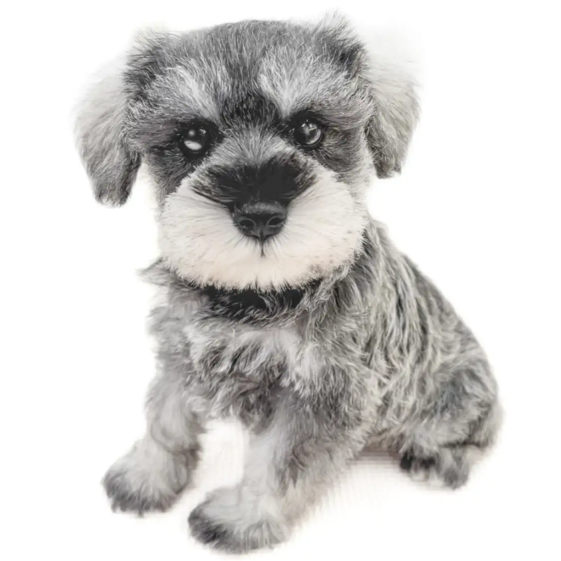 ミニチュア・シュナウザー