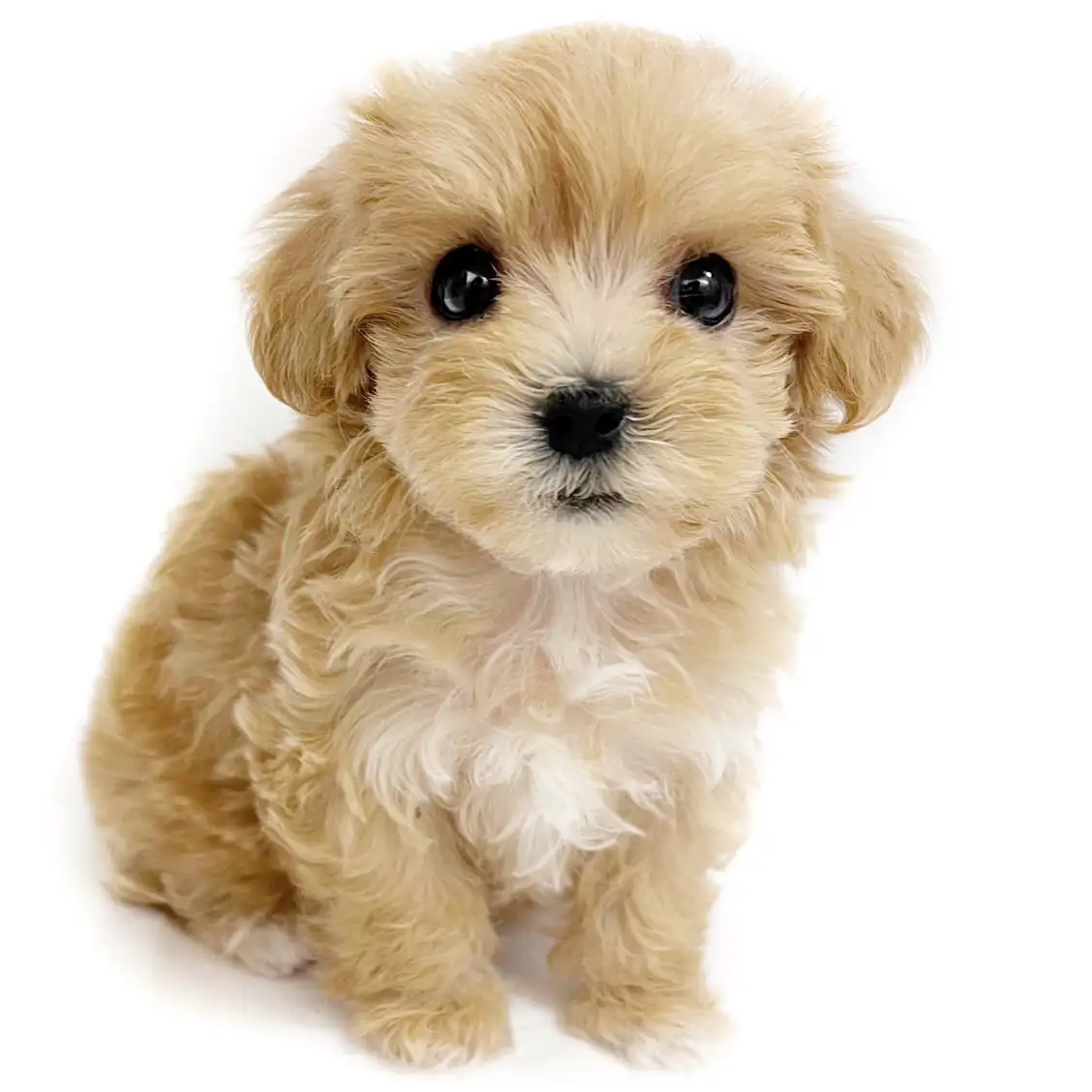 MIX(マルチーズ×トイプードル)