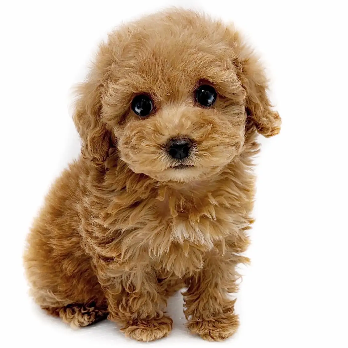 トイ・プードル