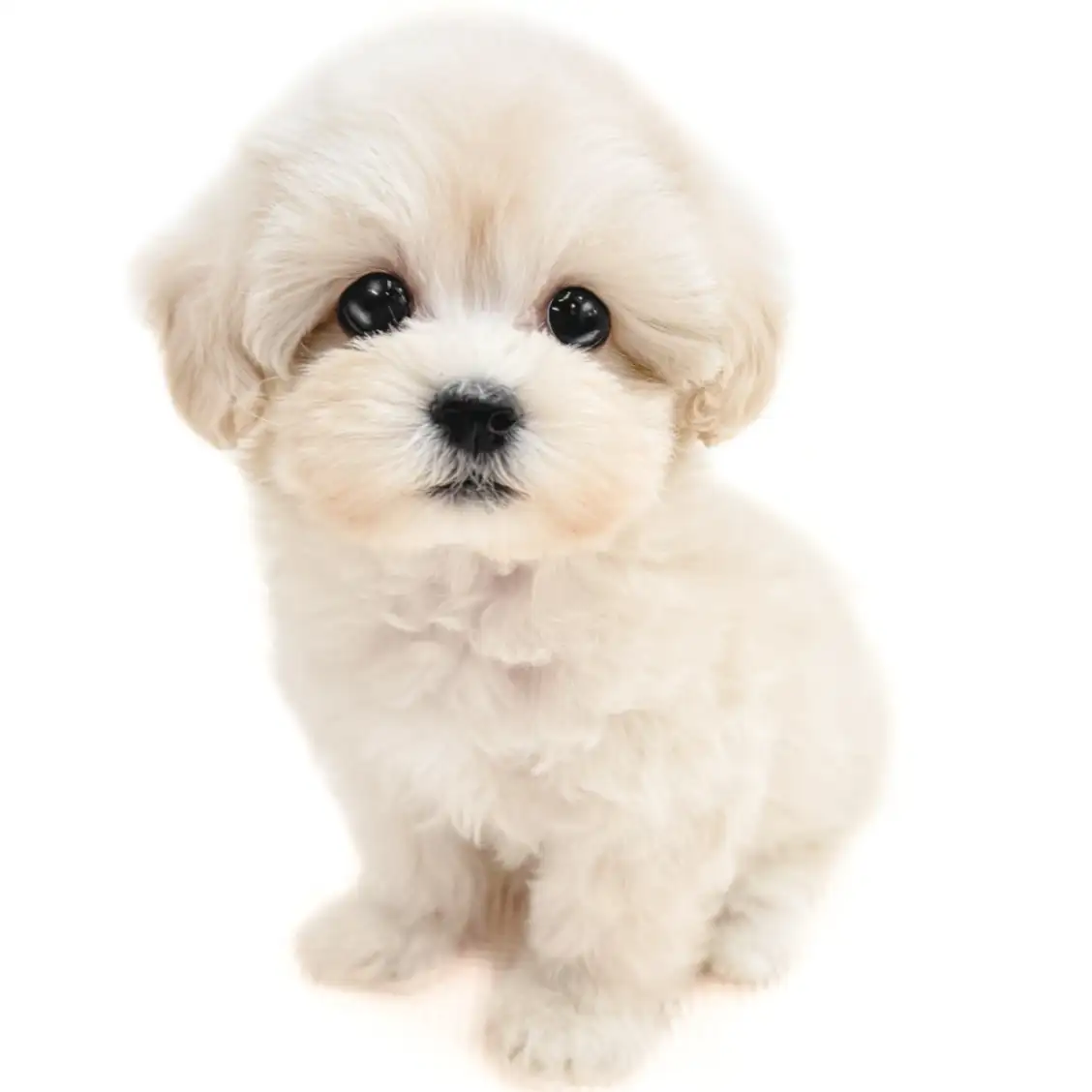 MIX（マルチーズ×トイプードル）