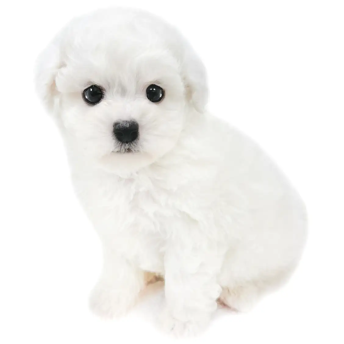 ビションフリーゼ