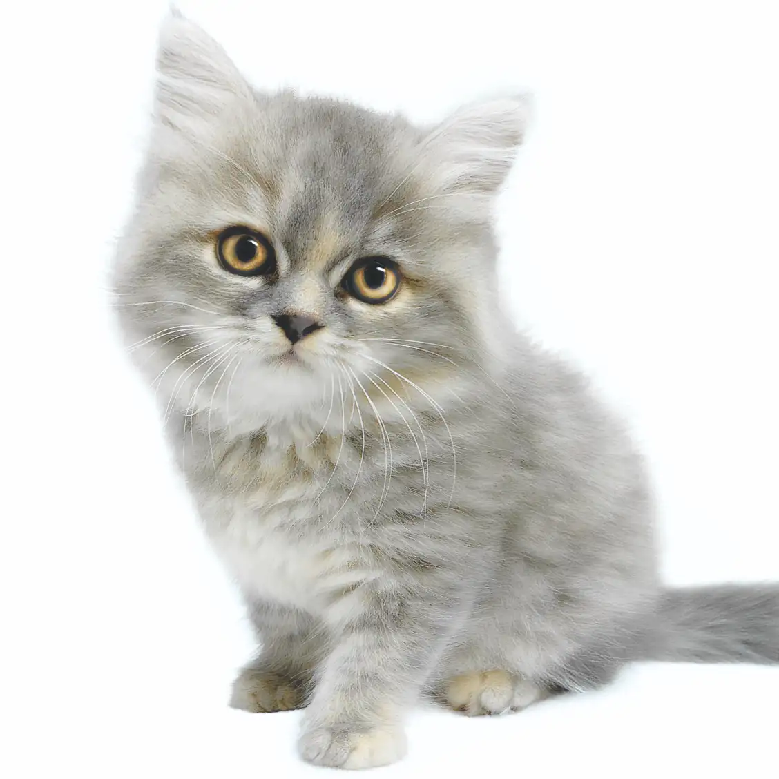 スコティッシュフォールド