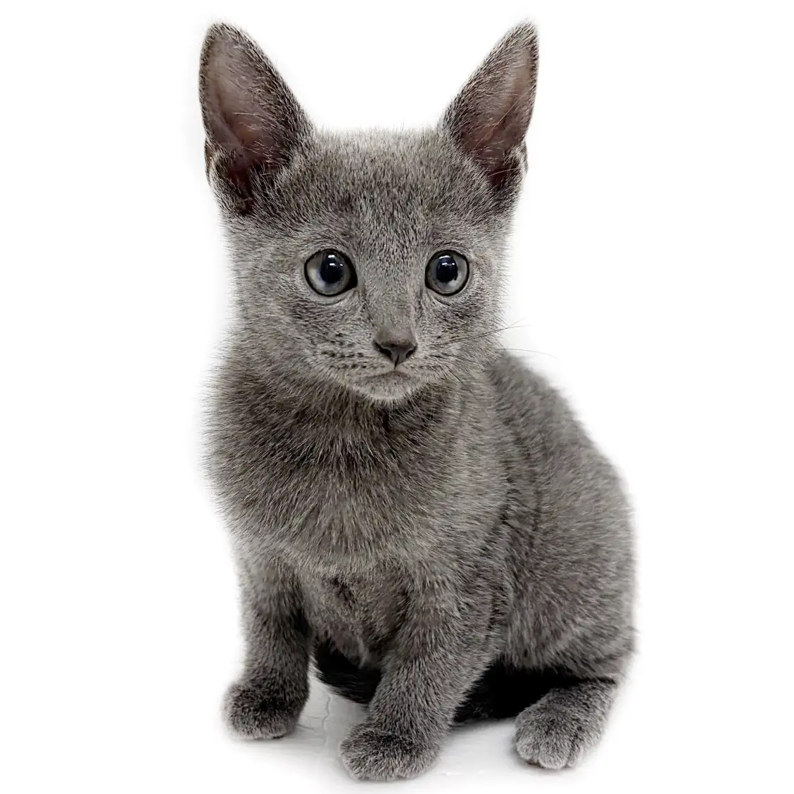 ロシアンブルー