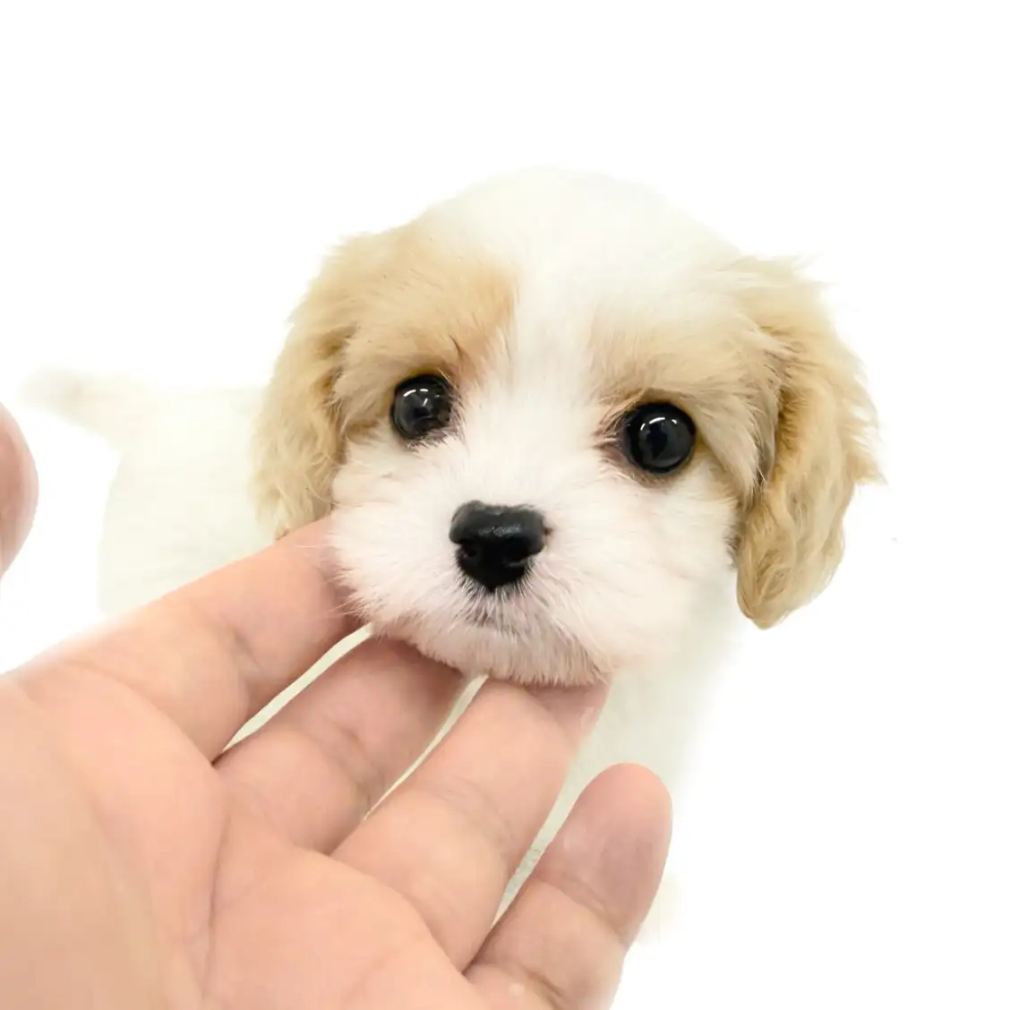 MIX（キャバリアキングチャールズスパニエル×ビションフリーゼ）