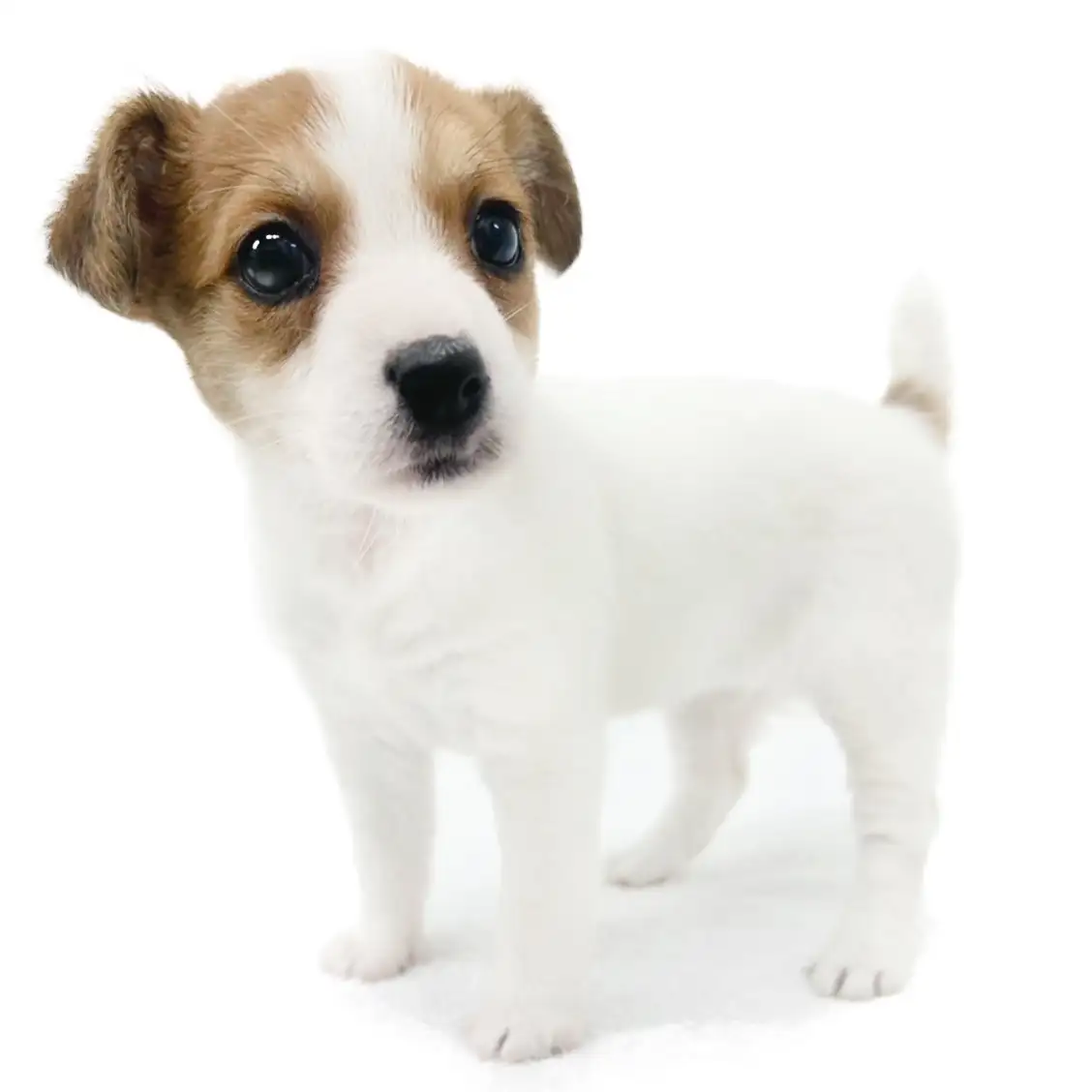 ジャックラッセルテリア