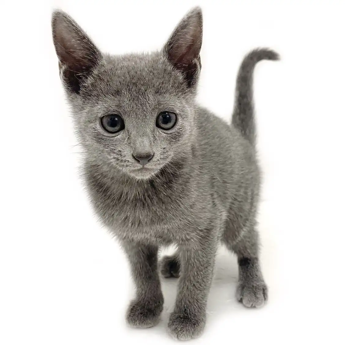 ロシアンブルー