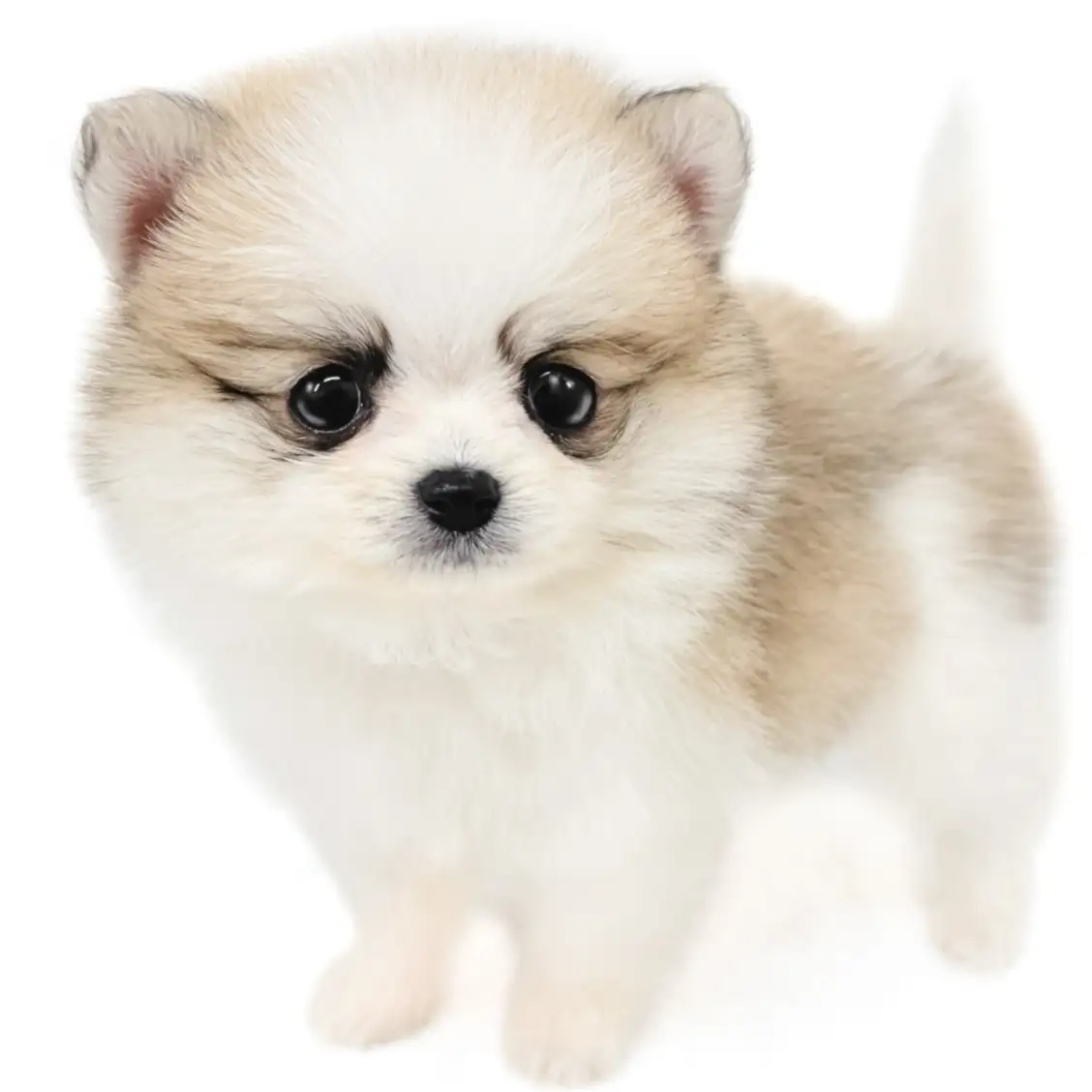 MIX（ポメラニアン×チワワ）