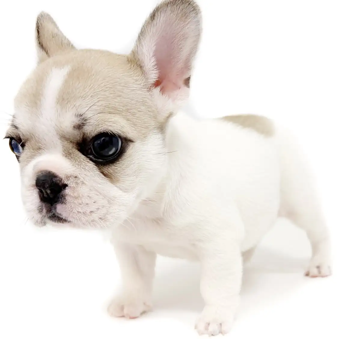 フレンチブルドッグ