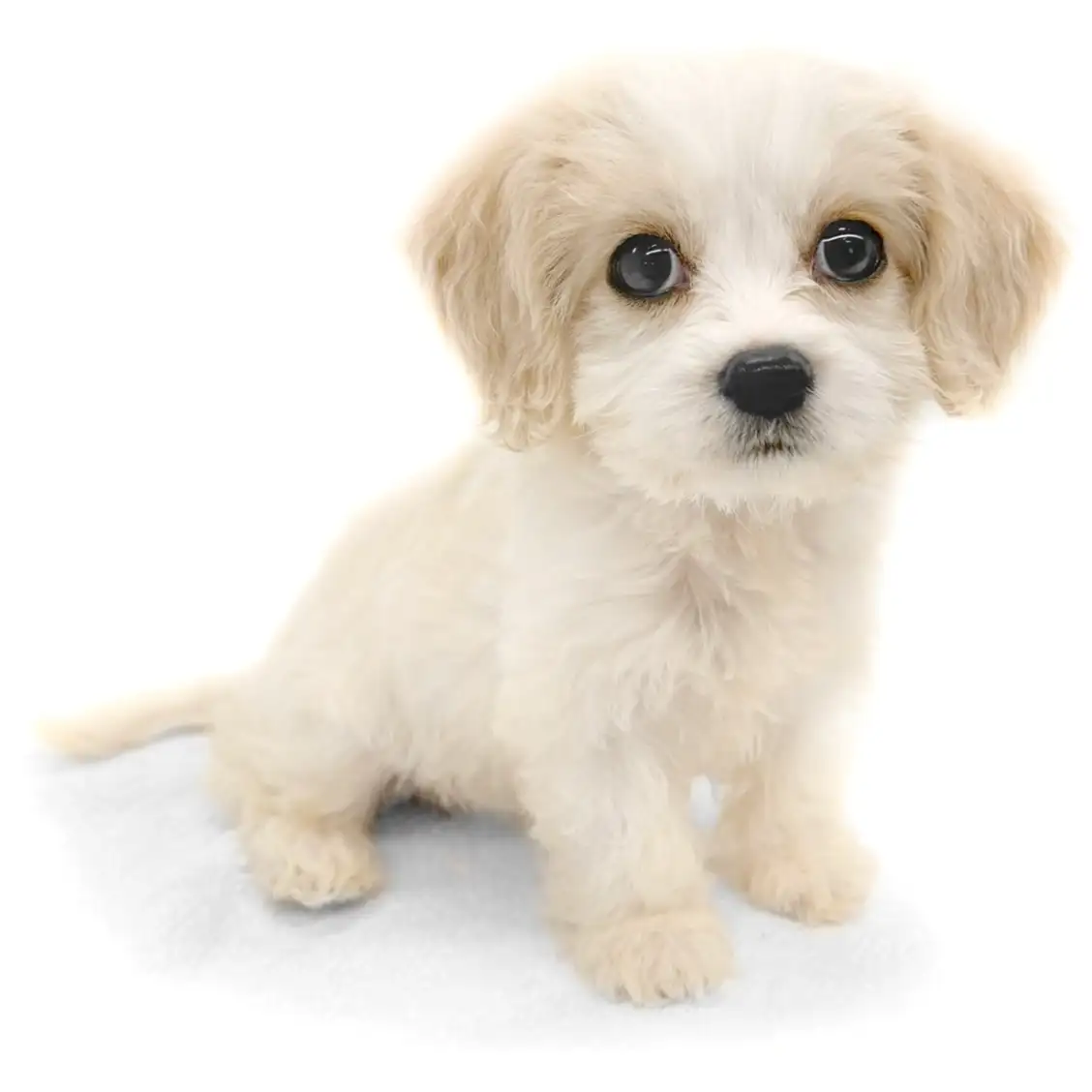 MIX(キャバリアキングチャールズスパニエル×ビションフリーゼ)