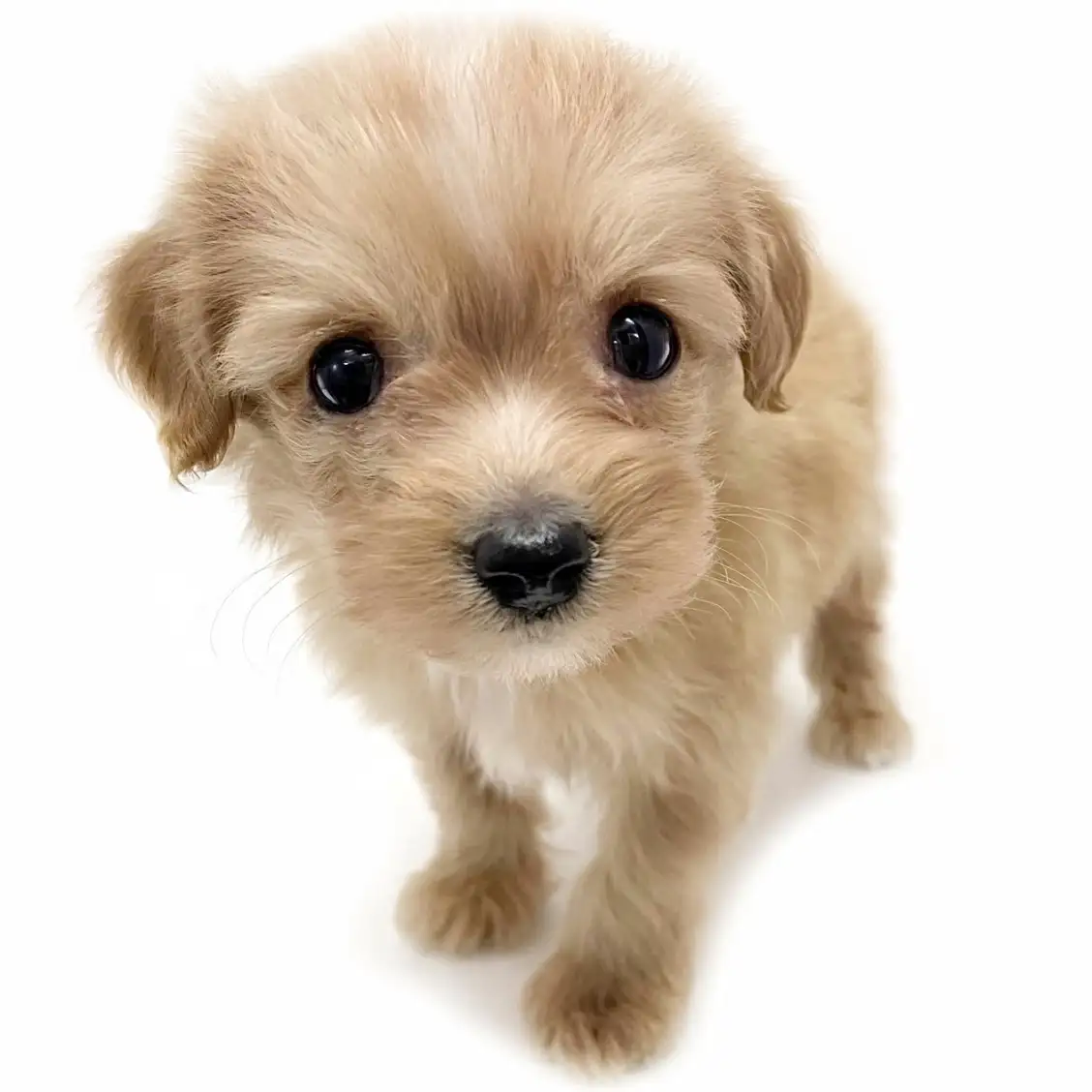 MIX(トイプードル×チワワ)