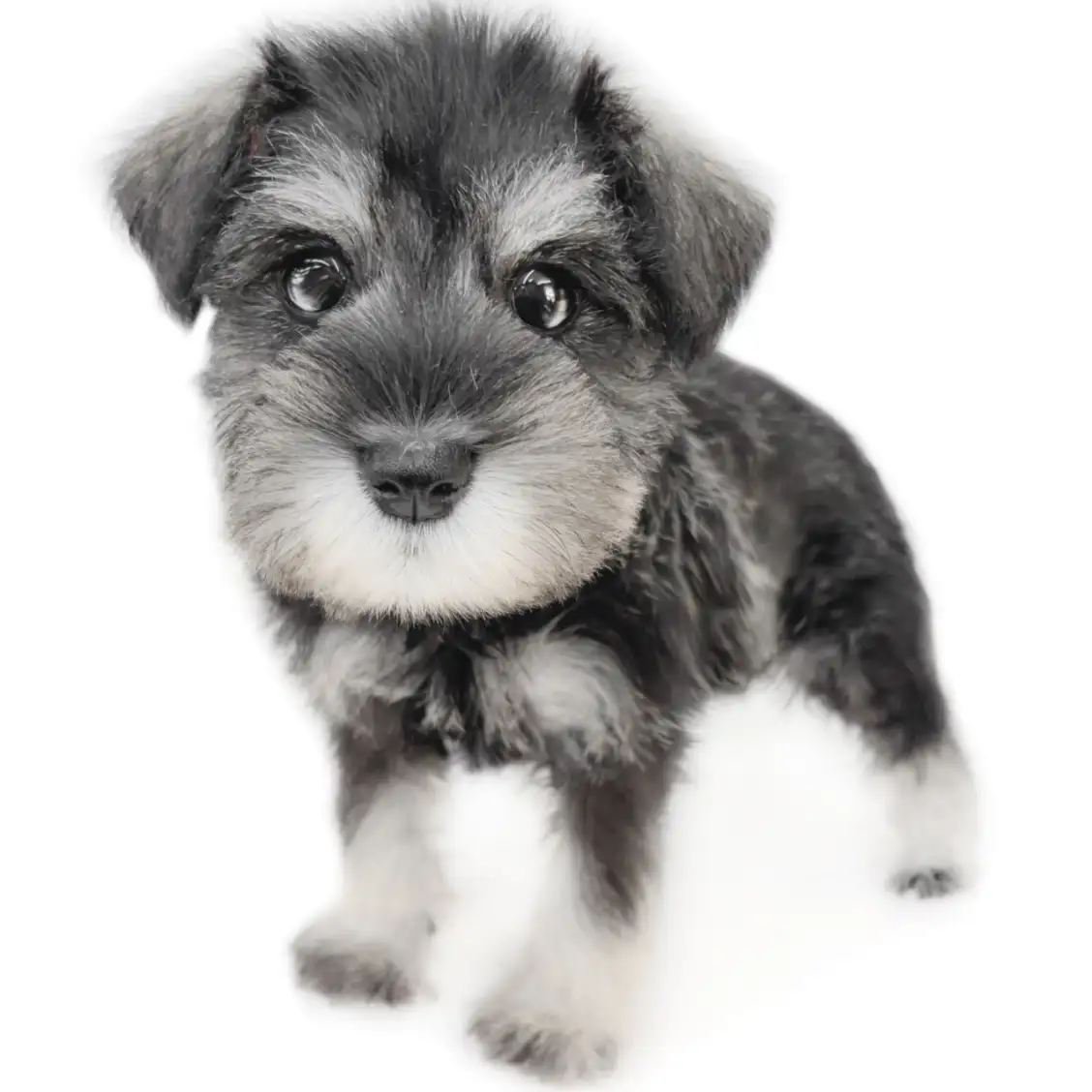 ミニチュア・シュナウザー