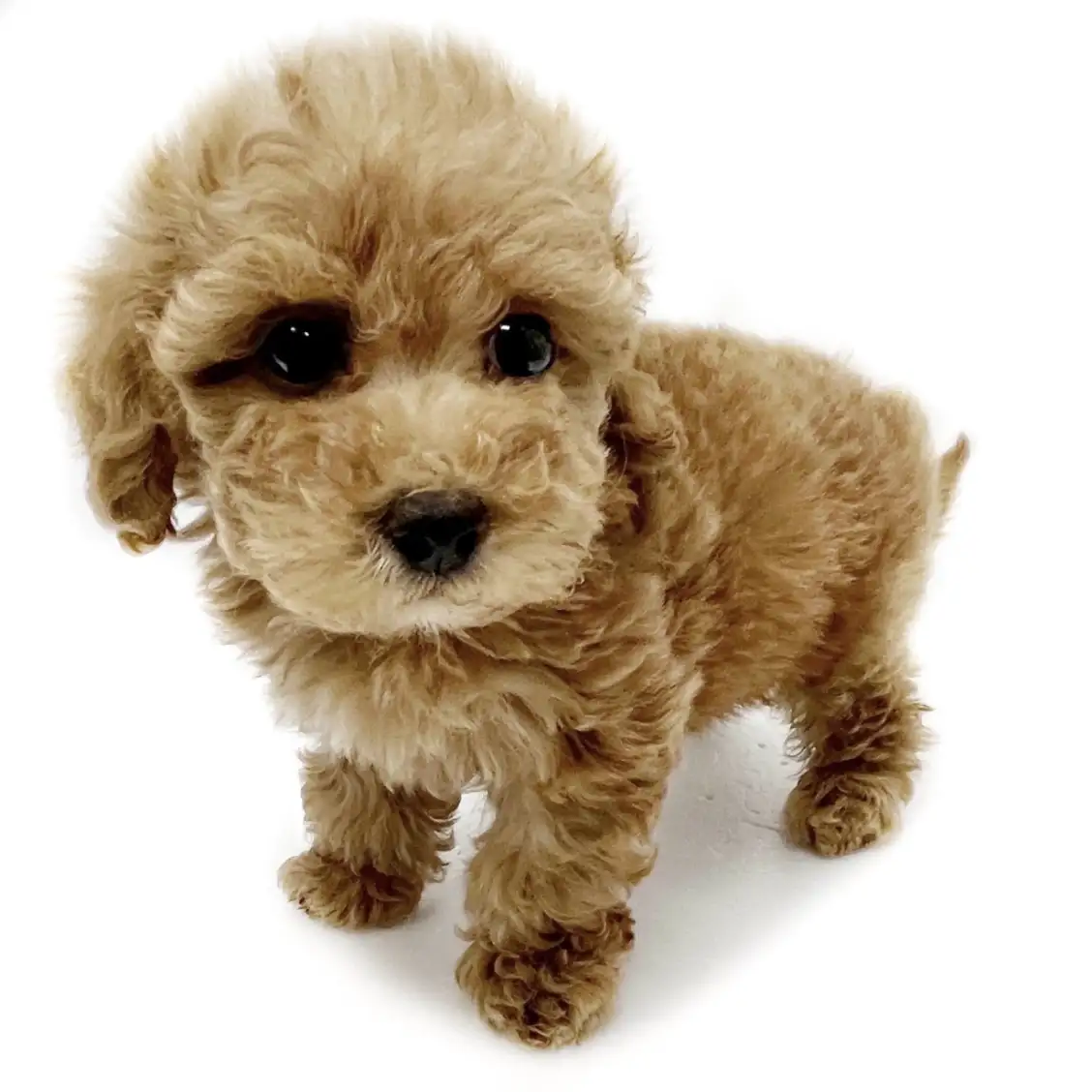 トイ・プードル