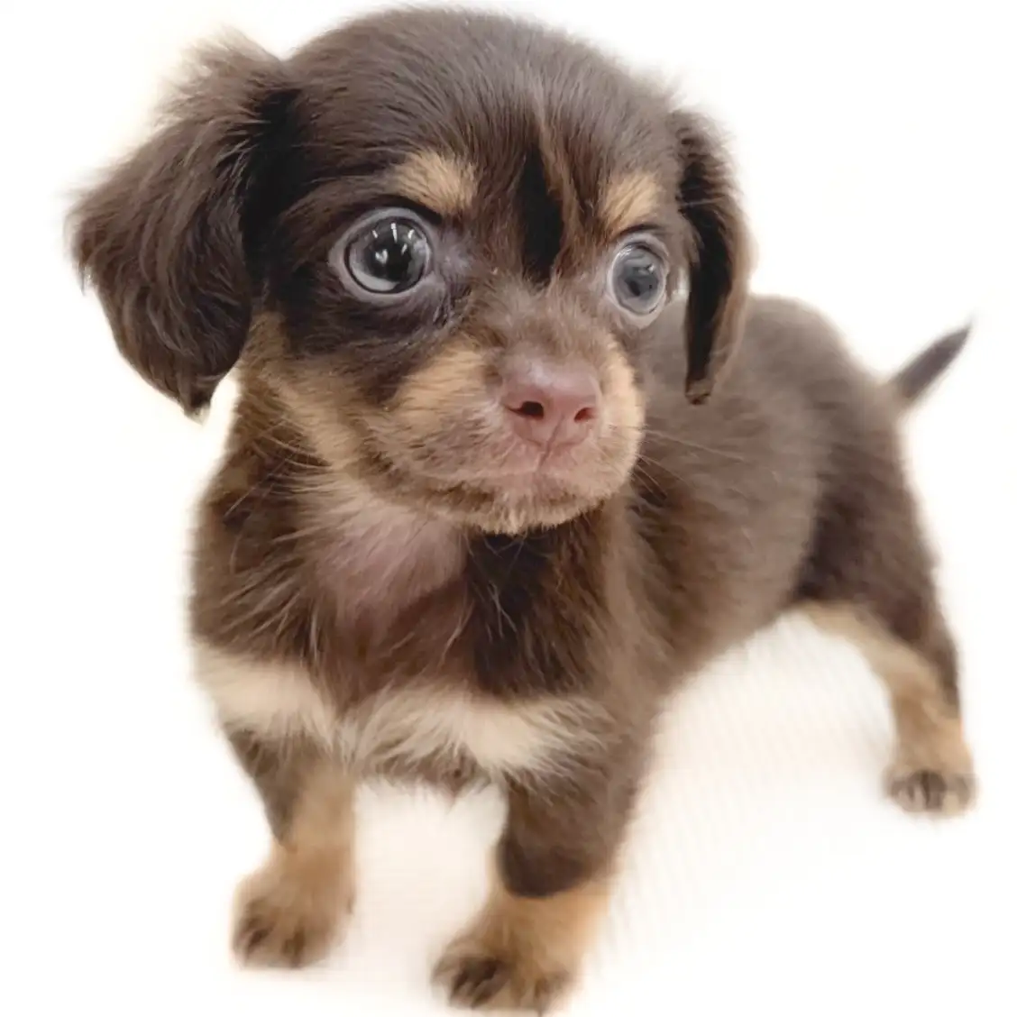 MIX（チワワ×ダックスフント）